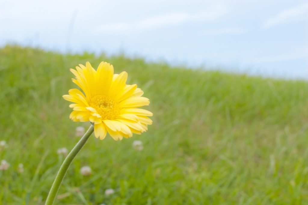 ガーベラに似た花の名前は何 季節や花の特徴で似た花の名前が判明 モヤモヤすっきり